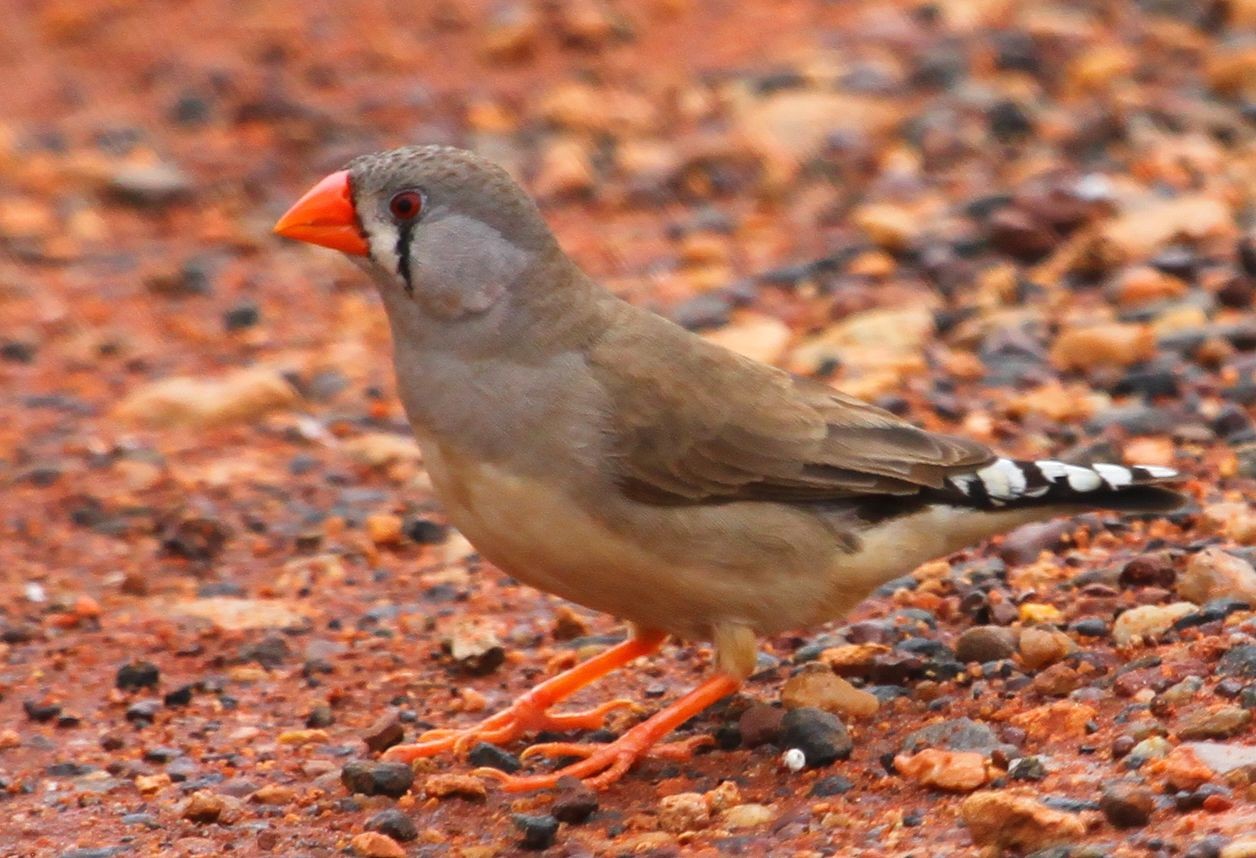 Zebra Finches | BIRDS in BACKYARDS